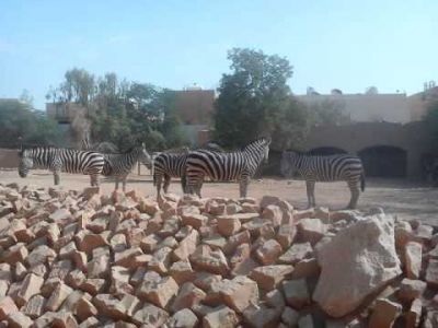 Riyadh Zoo